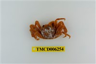 藏品(短身盾牌蟹)的圖片